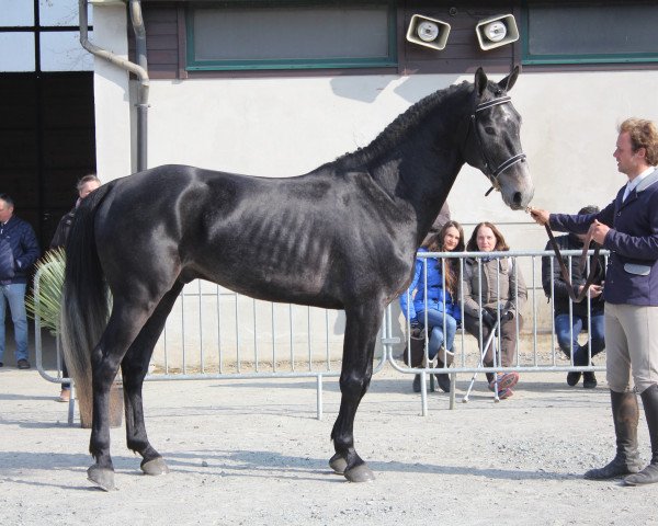 stallion Charlot de Hus (Selle Français, 2012, from Conrad de Hus)