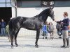 stallion Charlot de Hus (Selle Français, 2012, from Conrad de Hus)