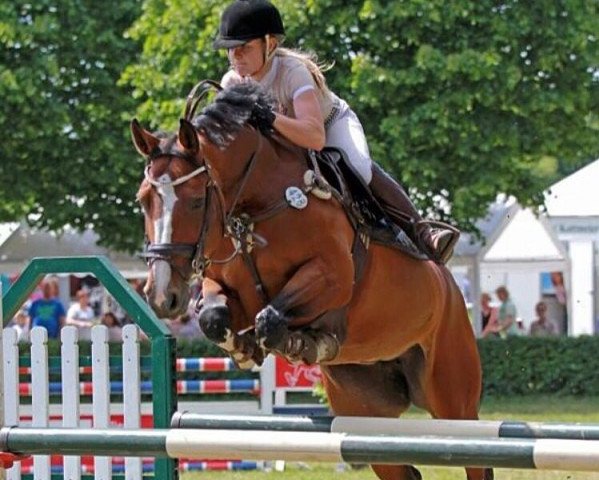 stallion Chattanooga (German Riding Pony, 2007, from FS Chicago)