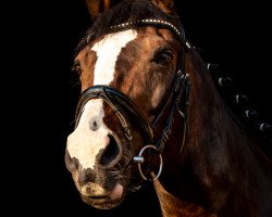 dressage horse Pastello (Hanoverian, 1992, from Prince Thatch xx)