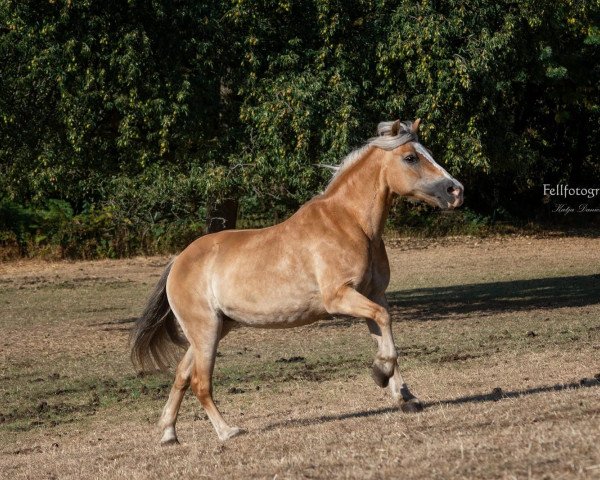 dressage horse Stella (Stella825) (Haflinger Mix, 1999)