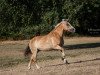 dressage horse Stella (Stella825) (Haflinger Mix, 1999)