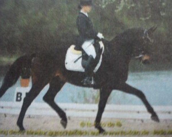 dressage horse Ibn Rushd (German Warmblood, 1996, from Ildefonso xx)