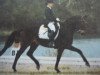 dressage horse Ibn Rushd (German Warmblood, 1996, from Ildefonso xx)