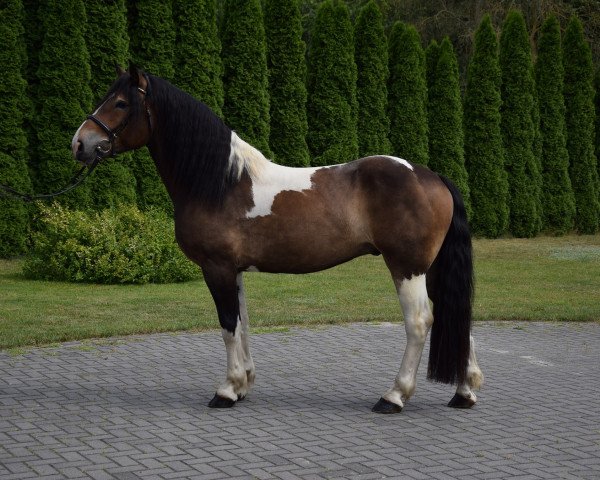 Pferd Wektor (Polnisches Kaltblut, 2016)