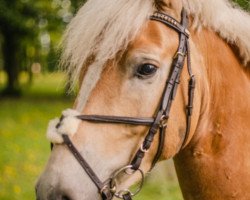 Springpferd Wilhelm M 3 (Haflinger, 2014, von Weltboy)