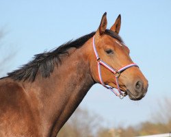 broodmare Frieda Gold (Holsteiner, 2013, from Chin Champ)