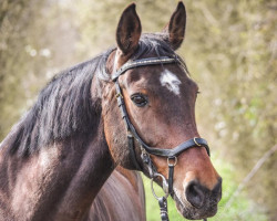 broodmare C'est la vie 142 (Oldenburg show jumper, 2008, from Cassini II)