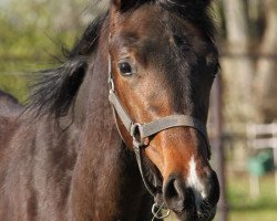 dressage horse Skywalker GLH (Oldenburg, 2019, from So Unique)