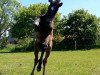 dressage horse Nyla (Holsteiner, 2020, from Goldball)