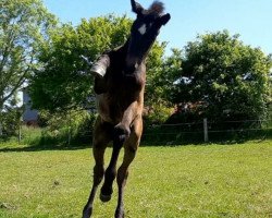 dressage horse Nyla (Holsteiner, 2020, from Goldball)