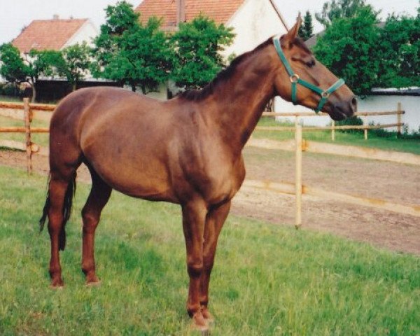 Zuchtstute Wichita (Zweibrücker, 1990, von Woerth)