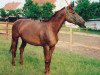 broodmare Wichita (Zweibrücken, 1990, from Woerth)