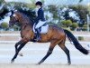 dressage horse Faraday 18 (Hanoverian, 2016, from Feedback 16)