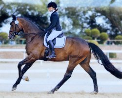 dressage horse Faraday 18 (Hanoverian, 2016, from Feedback 16)