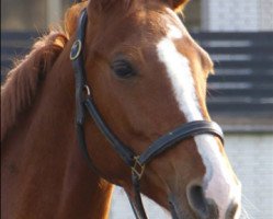 dressage horse Filia 184 (Westphalian, 2008, from Filigran)