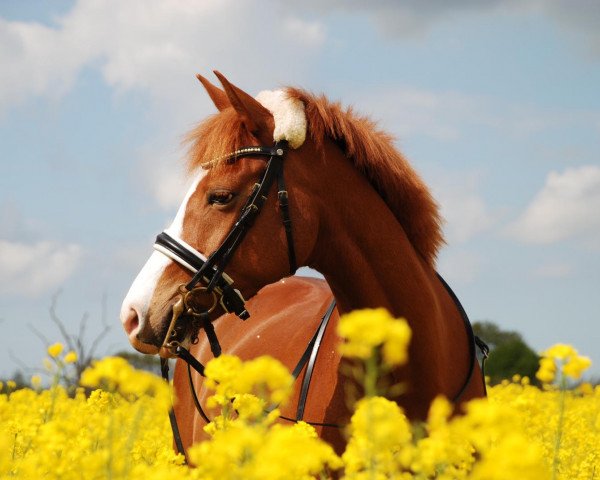 broodmare Patty de la Rose (German Riding Pony, 2008, from Hilkens Black Delight)