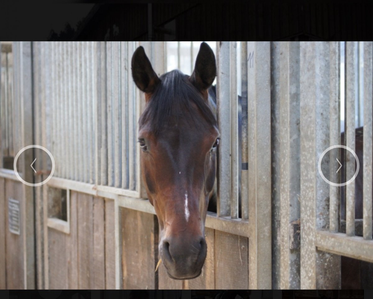 dressage horse Serenity Spot On (Oldenburg, 2006, from Samarant)