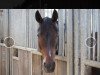 dressage horse Serenity Spot On (Oldenburg, 2006, from Samarant)