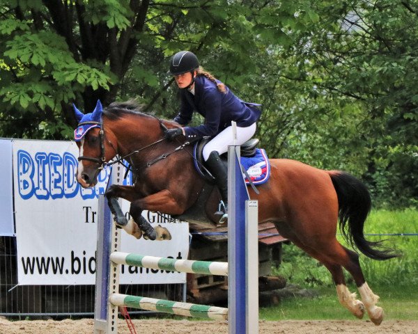 jumper Emerlanden's Nils Bruno (German Riding Pony, 2005, from Nawarro)