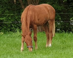 dressage horse Don Diego FS (Westphalian, 2019, from Don Martillo)