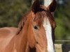 dressage horse Freddie P (Hanoverian, 2016, from Fürsten-Look)