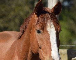 dressage horse Freddie P (Hanoverian, 2016, from Fürsten-Look)