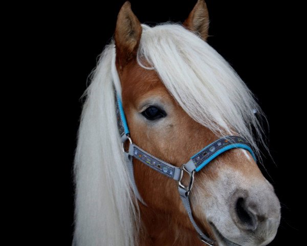 Dressurpferd Wolke Sieben (10,16% ox) (Edelbluthaflinger, 2013, von Navy Blue)