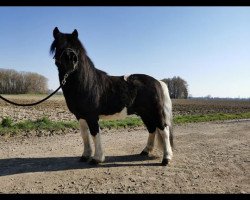 Deckhengst Kenneth von der Ostsee (Shetland Pony, 2006, von Klavier van 't Laantje)