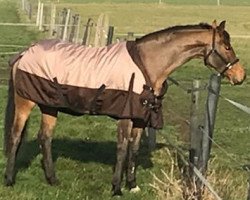 broodmare Bamboocha B (Danish Warmblood, 2005, from Briar)