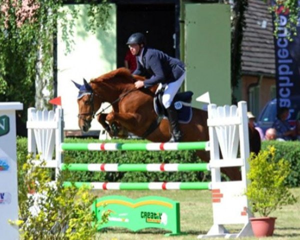 Zuchtstute Doela van de Halhoeve (Belgisches Warmblut, 2003, von Casmir Z)