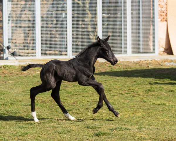 Dressurpferd Vivo per lei PM (Oldenburger, 2020, von Vitalis)