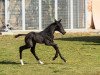 dressage horse Vivo per lei PM (Oldenburg, 2020, from Vitalis)