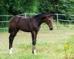 dressage horse Delila For Romantica I PM (Oldenburg, 2019, from For Romance I)