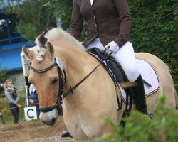 horse Jack 471 (Fjord Horse, 2007, from Mosegårdens Splint)