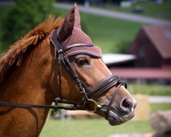 Springpferd Valetta 40 (Deutsches Reitpony, 2000, von Nanduc)