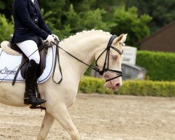 stallion Fs Charmy's Starlight (German Riding Pony, 2011, from FS Champion de Luxe)