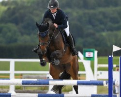 jumper Delane 8 (Oldenburg show jumper, 2013, from Diarado)