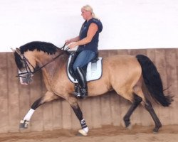 stallion Donnerwolke (German Riding Pony, 2008, from Donnerwetter)