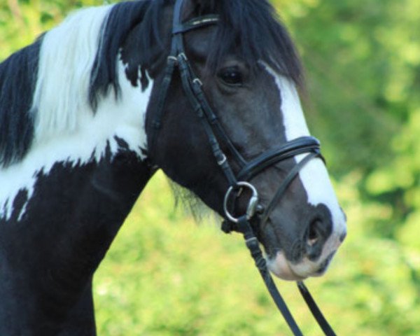 dressage horse Moneyglen Miss Mercedes (Irish Sport Horse, 2011)