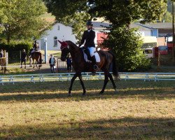 dressage horse Laura 501 (Sachse, 2002, from Planitz)