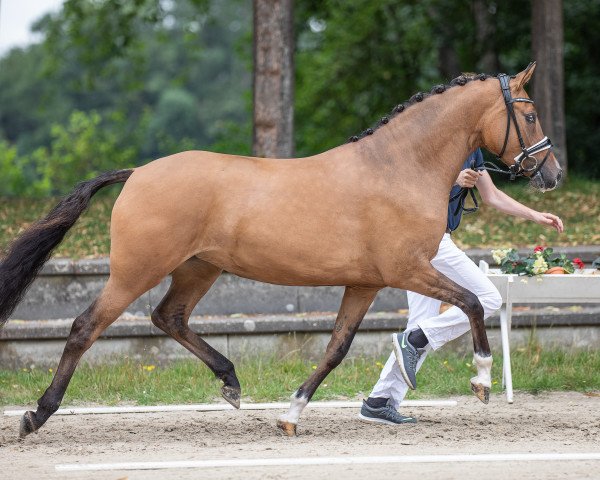 Zuchtstute Schelenburgs New Gold Dream (Deutsches Reitpony, 2017, von Fs Numero Uno)