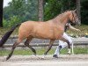 broodmare Schelenburgs New Gold Dream (German Riding Pony, 2017, from Fs Numero Uno)