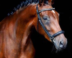 horse Dance Star´s Chica (Deutsches Reitpony, 2017, from Dance Star AT)