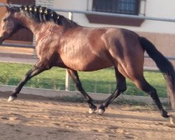 horse Tormenta (Pura Raza Espanola (PRE), 2013)