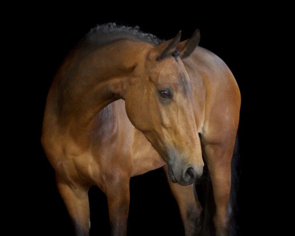 Springpferd Liebelle 3 (New-Forest-Pony, 2009, von Nathan)
