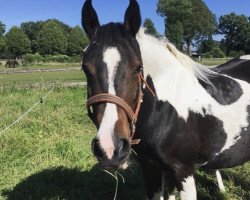 broodmare Heitholms White Heart (Lewitzer, 2009, from Gido 15)