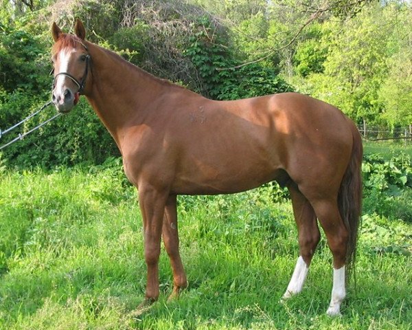 stallion Déva Gidran-7 (Gidran, 1993, from Déva xx)