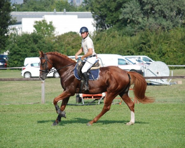 Pferd Gidran Déva-40 Lövész (Gidran, 2012, von Déva Gidran I-40 (Diabló))