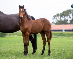 Zuchtstute Daisy Z (KWPN (Niederländisches Warmblut), 2020, von Don van het Parelshof Z)